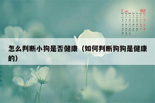 怎么判断小狗是否健康（如何判断狗狗是健康的）