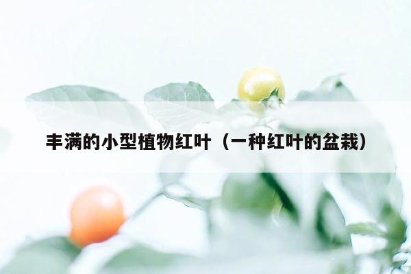 丰满的小型植物红叶（一种红叶的盆栽）